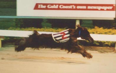 Winning the Afghan race at the Gold Coast Greyhound track