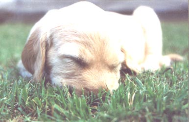 Leo snoozing