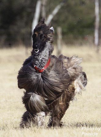 Dion lure coursing