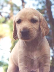 Leo at 5 weeks