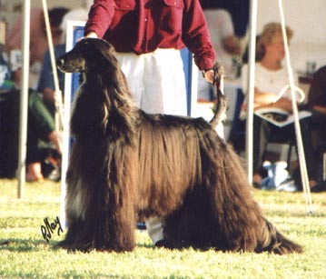 Miguel at Afghan Congress & National Show 2000