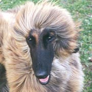 A Lowenhart Puppy