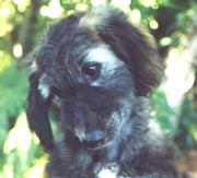 A Lowenhart Puppy