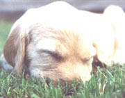 A Lowenhart Puppy
