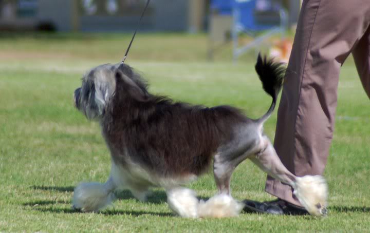 Crumpet 1st Junior Bitch, Lowchen Club NSW Easter 2011