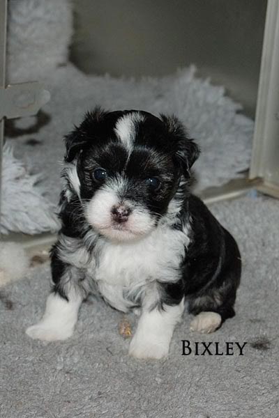 Bixley 6 weeks