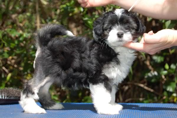 Bixley 8 weeks