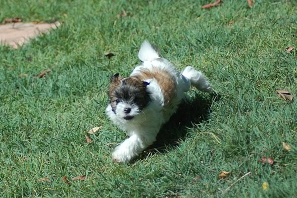 Gretchen 8 weeks in yard