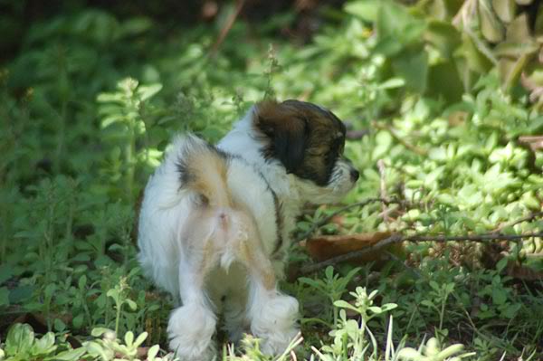 Gretchen 8 weeks in yard