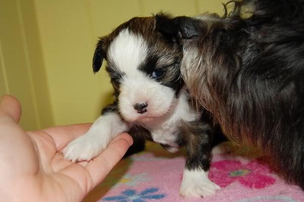 Heidi 4 weeks