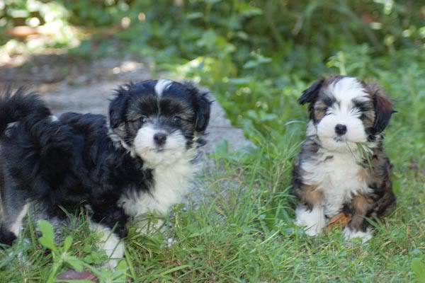 Bixley & Heidi 8 weeks