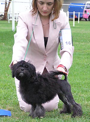 Pash Specialty Baby in Show