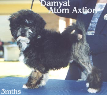 Damyat UpN Atom