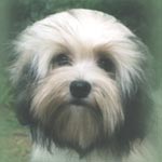 Click to see more Australian Champion Lowenhart I Love Trouble 