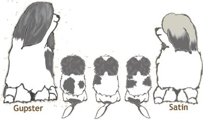 Drawing of Gupster, Satin & Babies